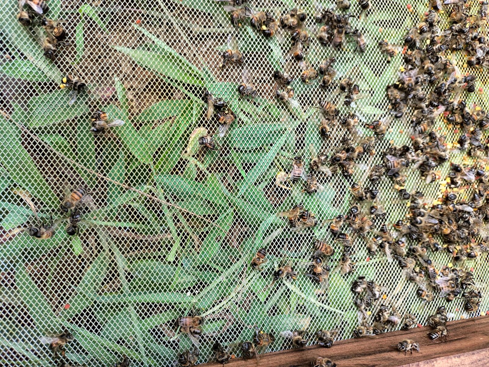 Investigan quién es el responsable de envenenar a más de 1 millón de abejas en un apicultivo de Andes, Antioquia.