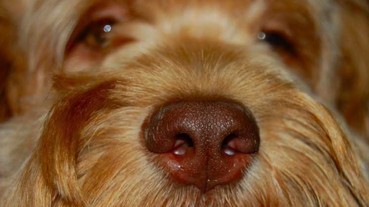 Por qué sangra la nariz de los perros