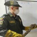 Los expertos recomiendan a los ciudadanos que encuentren fauna silvestre al interior de sus carros o en maletas, llamar alas autoridades para que atiendan el caso. Foto: Secretaría de Ambiente de Bogotá.