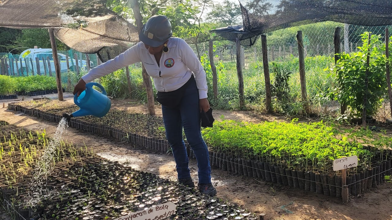 El vivero de Provincial tiene como meta producir anualmente 100 mil plántulas de diferentes especies nativas.