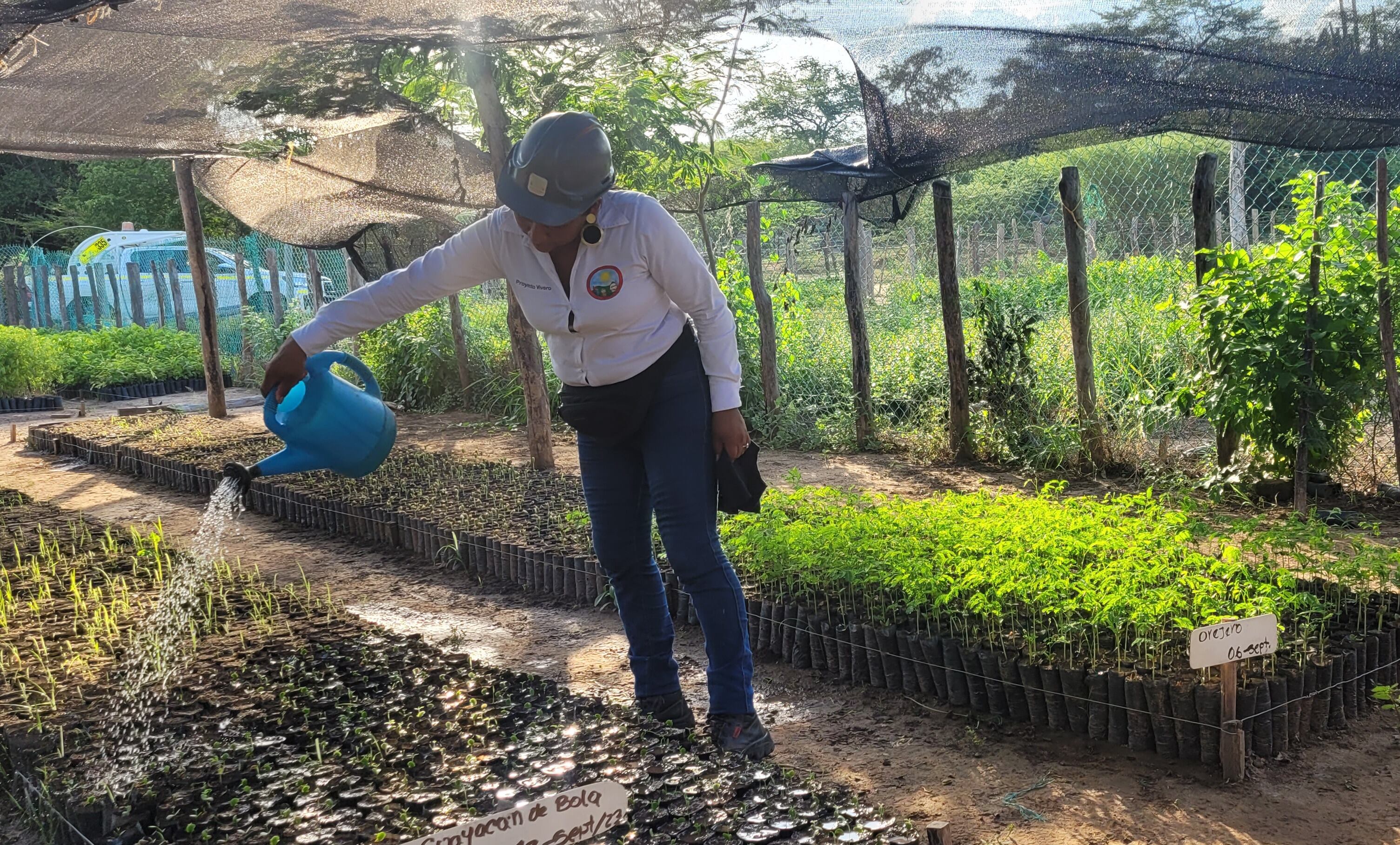 El vivero de Provincial tiene como meta producir anualmente 100 mil plántulas de diferentes especies nativas.