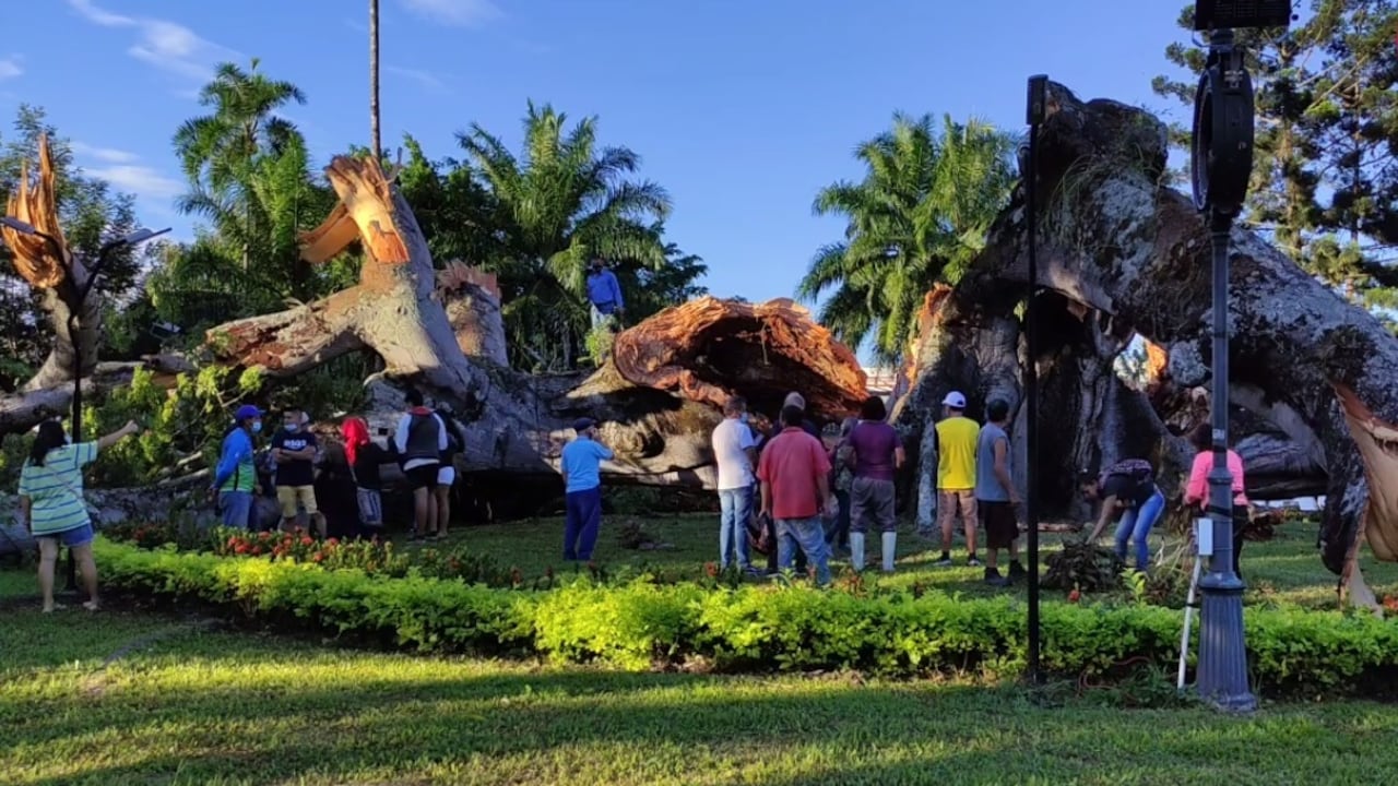 La ceiba emblemática de Gigante, en el Huila, se cayó