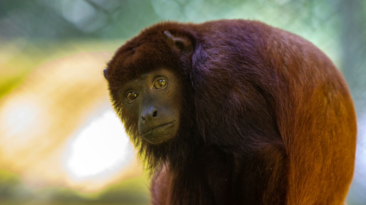 La mayoría de los animales que llegan al CAV fueron víctimas del maltrato, el tráfico y la tenencia ilegal.