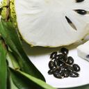 El consumo del té debe ser orientado por el fisioterapeuta o nutricionista.