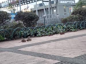 La Secretaría tiene un protocolo para atacar estas problemáticas.