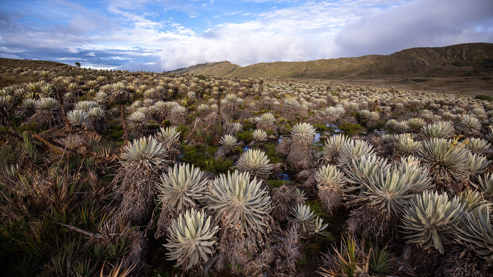 Especial Páramos, Instituto Humboldt