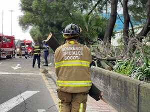 Bomberos intervinieron la caída de un árbol en la Avenida 68