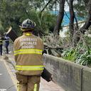 Bomberos intervinieron la caída de un árbol en la Avenida 68