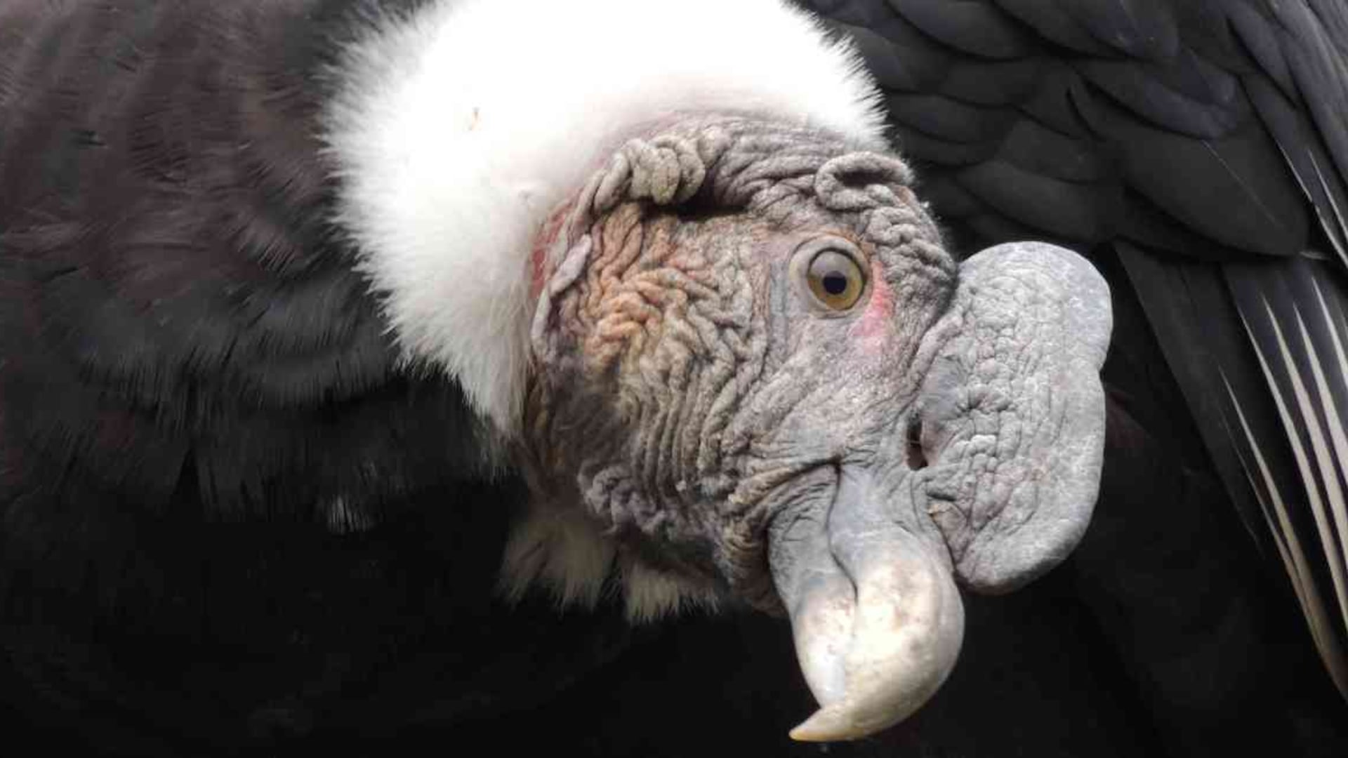 Comparación De Tamaños Del Cóndor Andino Vultur Gryphus (Cóndor