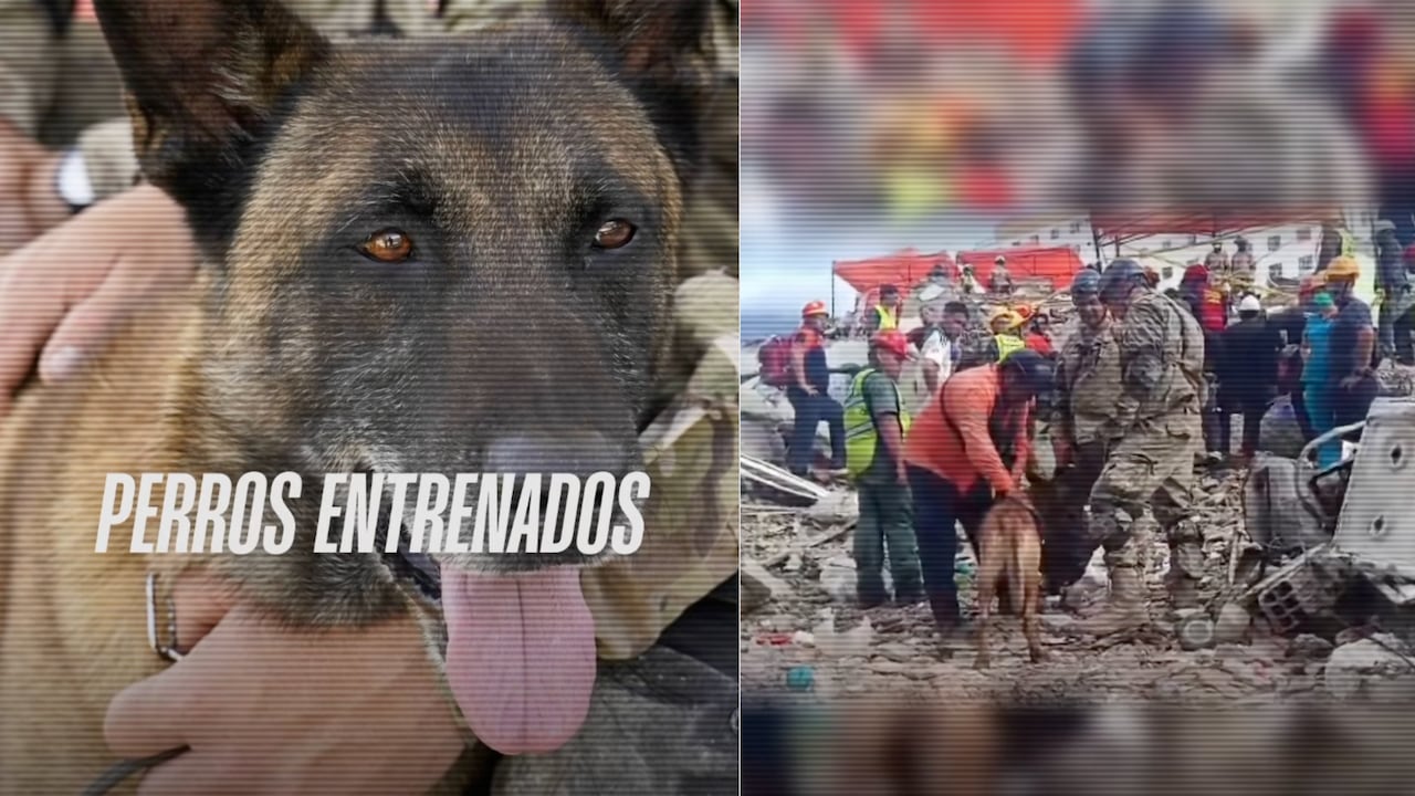 Bart, el perro que rescató a dos niños.