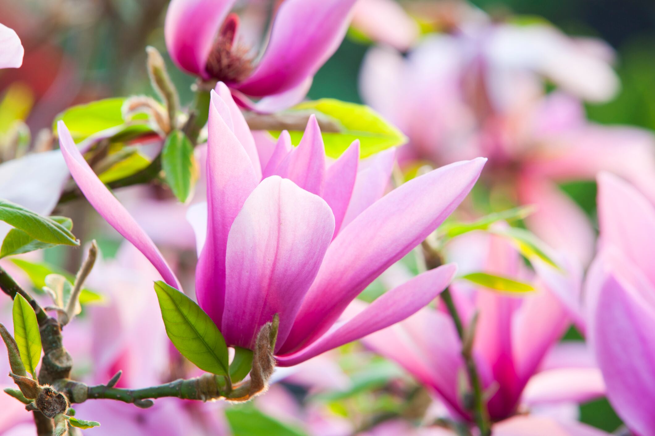 Planta llamada magnolia