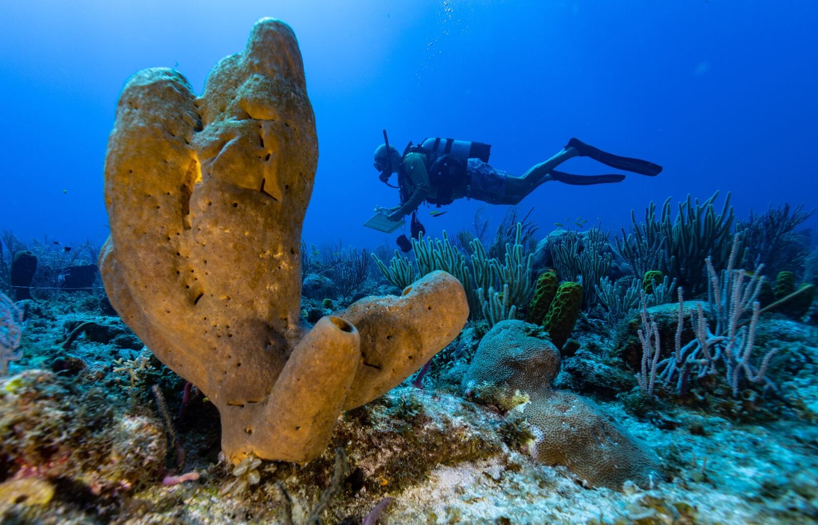 ‘Colombia azul’, el documental de National Geographic en el Pacífico, el golfo de Tribugá y atolones del Caribe