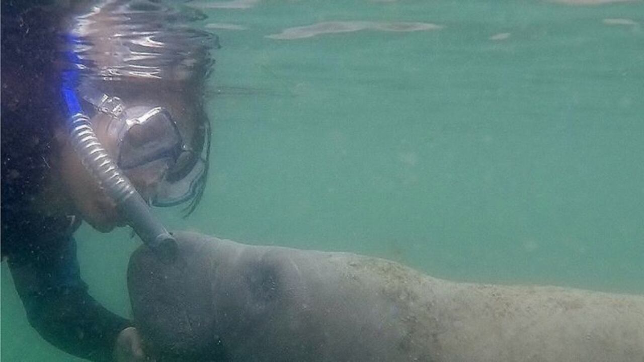 La bióloga colombiana Nataly Castelblanco, aquí buceando con un manatí, dice que el problema de los hipopótamos es una "bomba de tiempo ecológica".