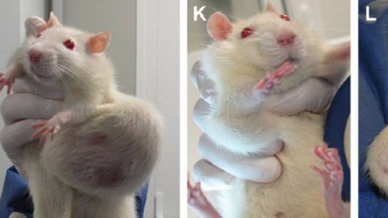Así quedaron algunas de las ratas que consumieron maíz genéticamente modificado.