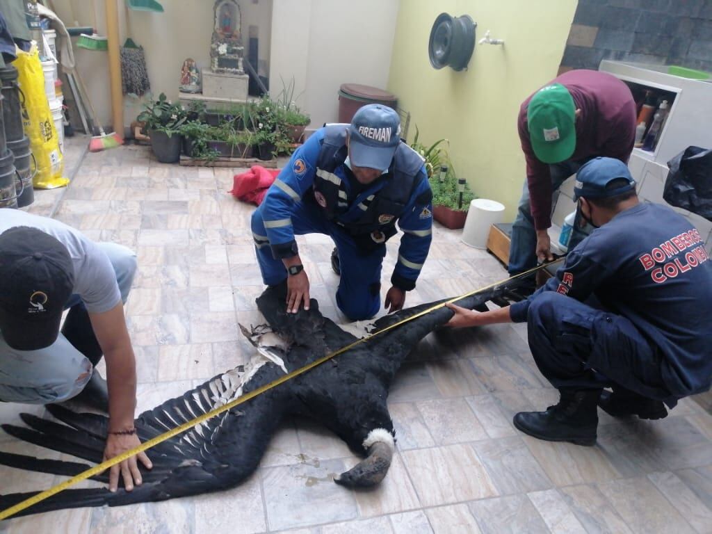 Inspección al cadáver del cóndor envenenado en zona rural del departamento de Santander.