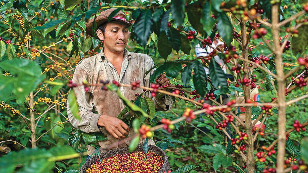 Cafeteros solicitaron un apoyo en fertilización, con el propósito de tener unos árboles bien nutridos.