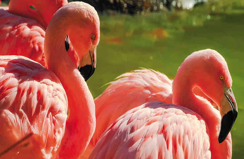 El flamenco es uno de los animales más fotografiados del Zoológico de Barranquilla. Foto: iStock, Getty Images.