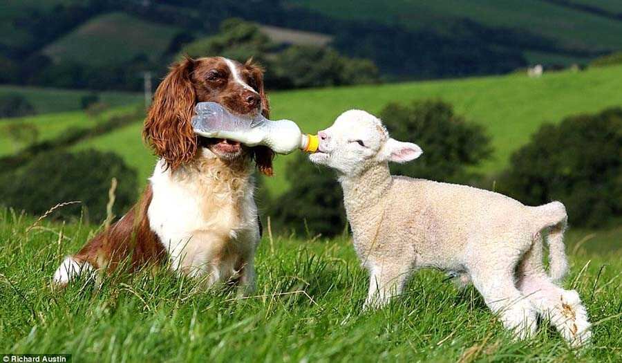 Las ovejas son, por lo general, animales muy dóciles, las cuales se llevan muy bien con otras especies domesticadas.
