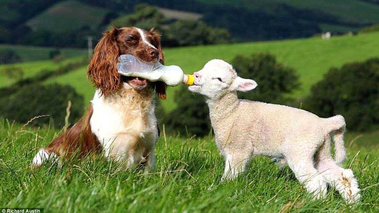 Ante la ausencia de la mamá oveja, este hermoso springer spaniel se dio a la tarea de cumplir con la labor de amamantar a su amigo huérfano. Foto: Tomada de lifewithdogs.tv