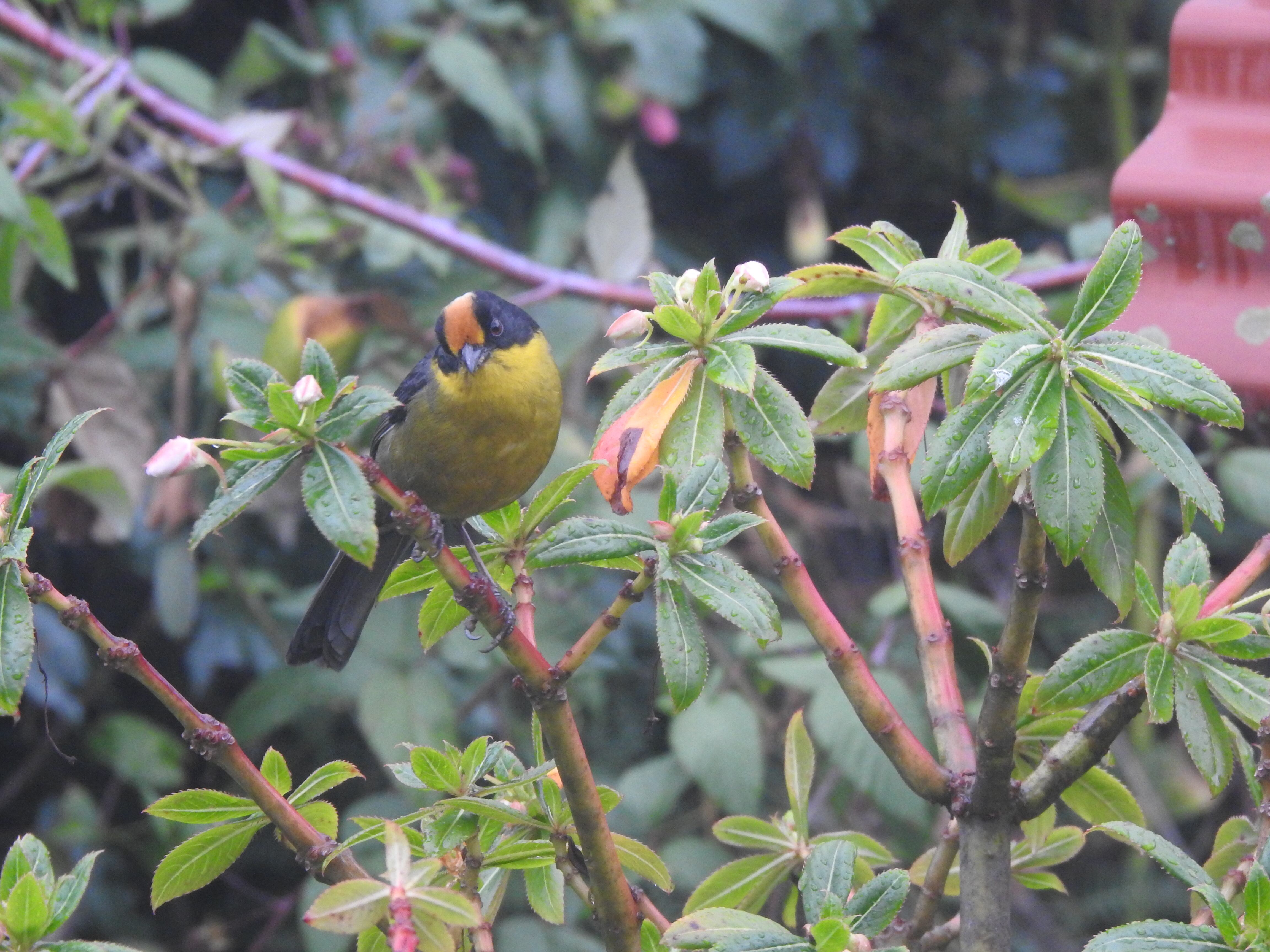 El gorrión montañero es una de las aves que se puede encontrar en varias zonas del departamento de Norte de Santander.