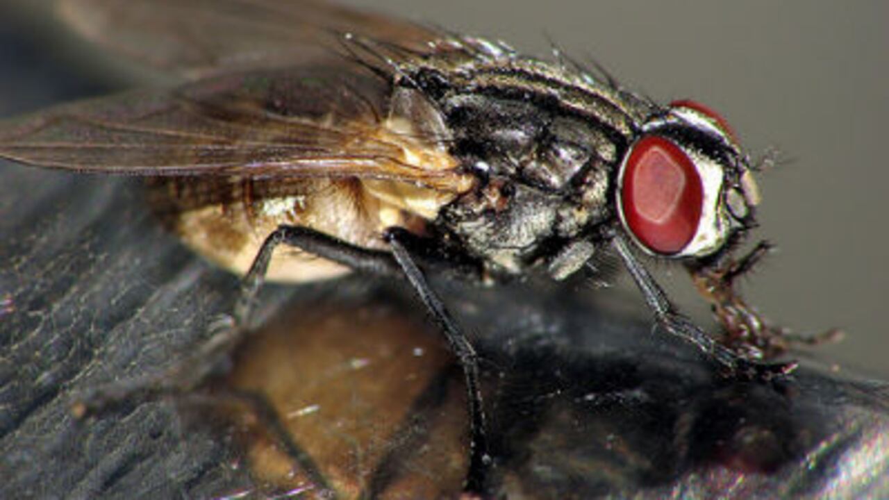 Los machos rechazados por las hembras prefirieron la bebida alcohólica.