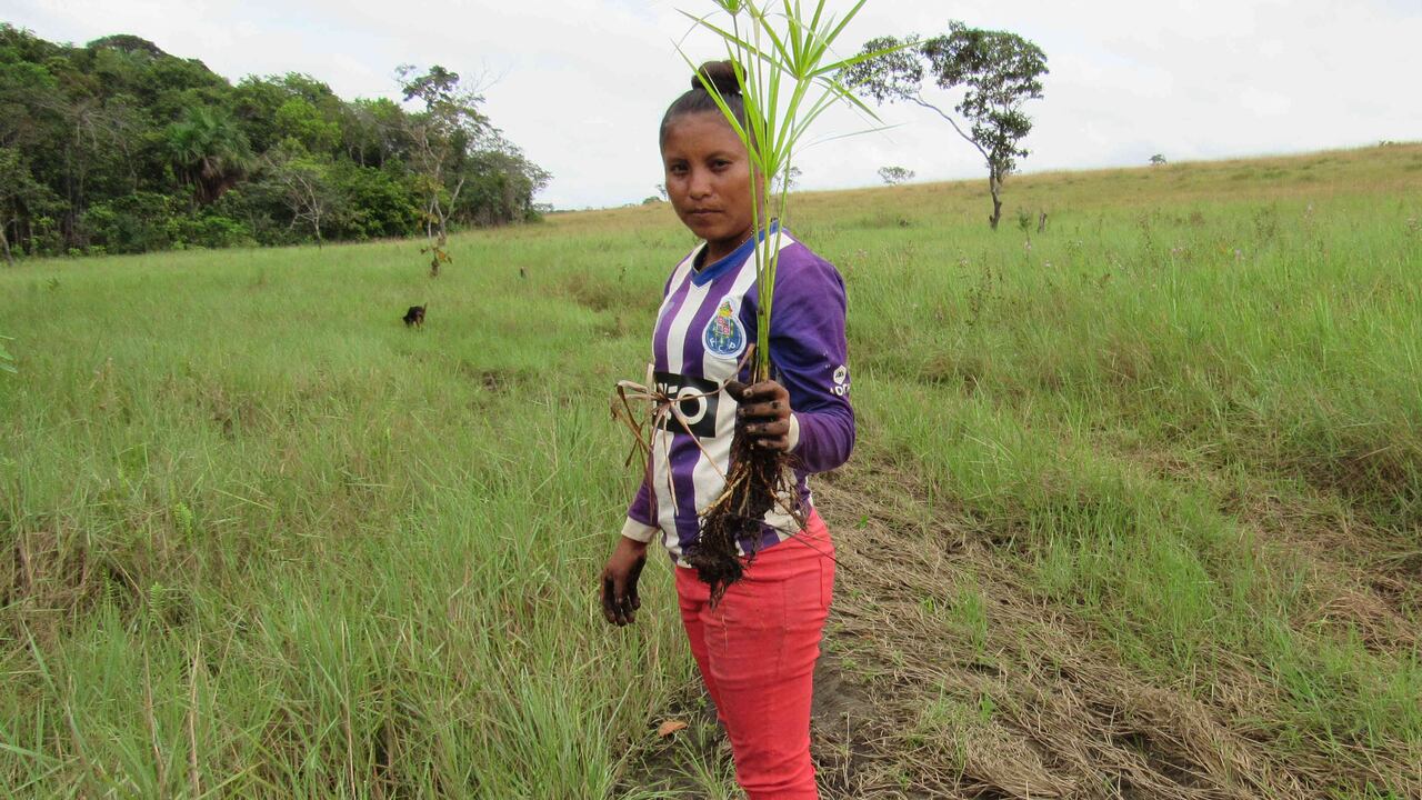 Indígenas piratapuyas del Vichada, como Nayibe Beatriz Zuluaga, usaron técnicas ancestrales para reforestar el caño Viviano, su única fuente de agua disponible.