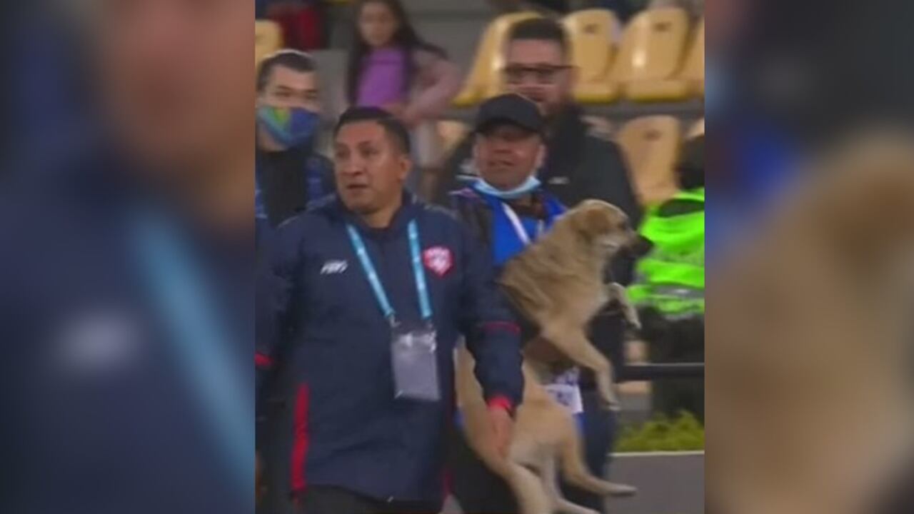 Perro se metió en el partido del Deportivo Pasto contra el Unión Magdalena