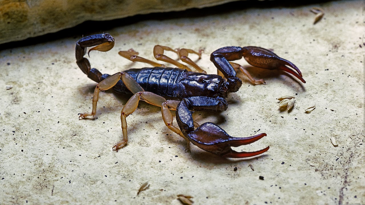 Euscorpius flavicaudis (escorpión de cola amarilla europeo)