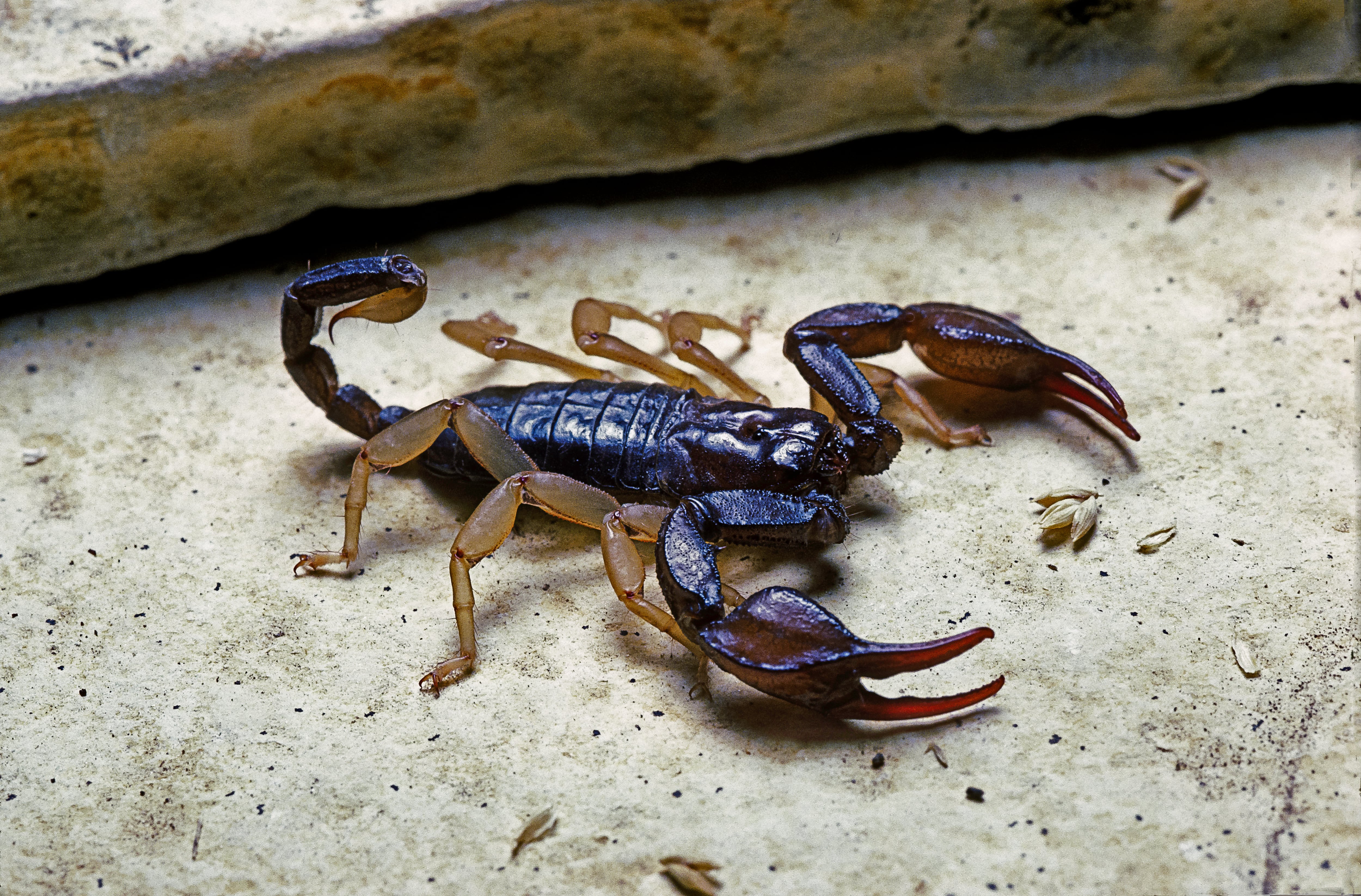Euscorpius flavicaudis (escorpión de cola amarilla europeo)