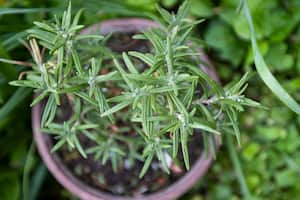 El romero no solo brinda beneficios a la salud, sino también desde el punto de vista energético.