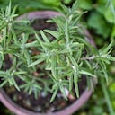 El romero no solo brinda beneficios a la salud, sino también desde el punto de vista energético.