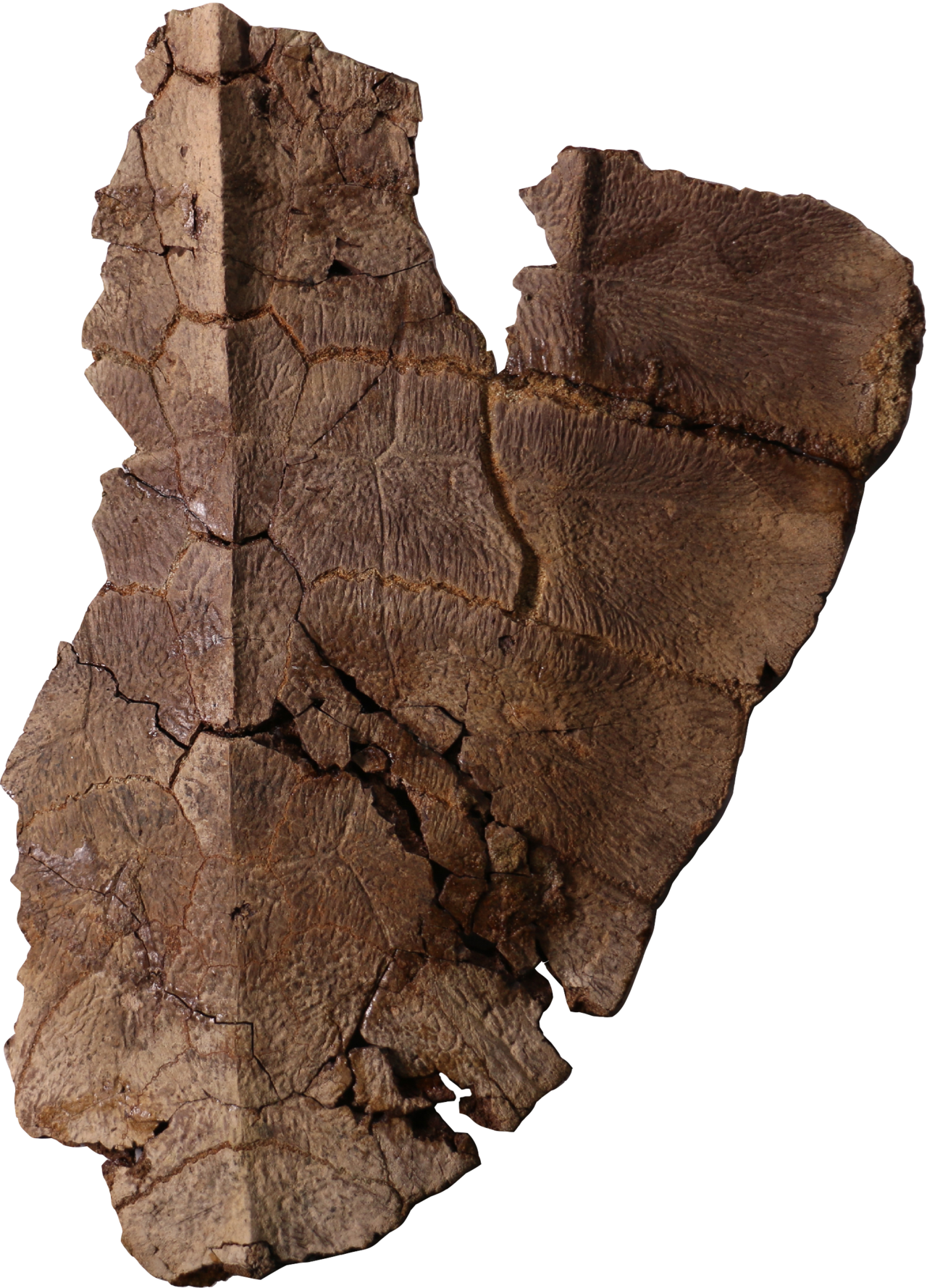 Lo fascinante de este caparazón es que se descubrió en los huesos fósiles la preservación de células, indicando la posible presencia de restos de ADN. La preservación de células solo había sido reportada en dos especies de dinosaurios en todo el registro fósil de vertebrados del planeta.