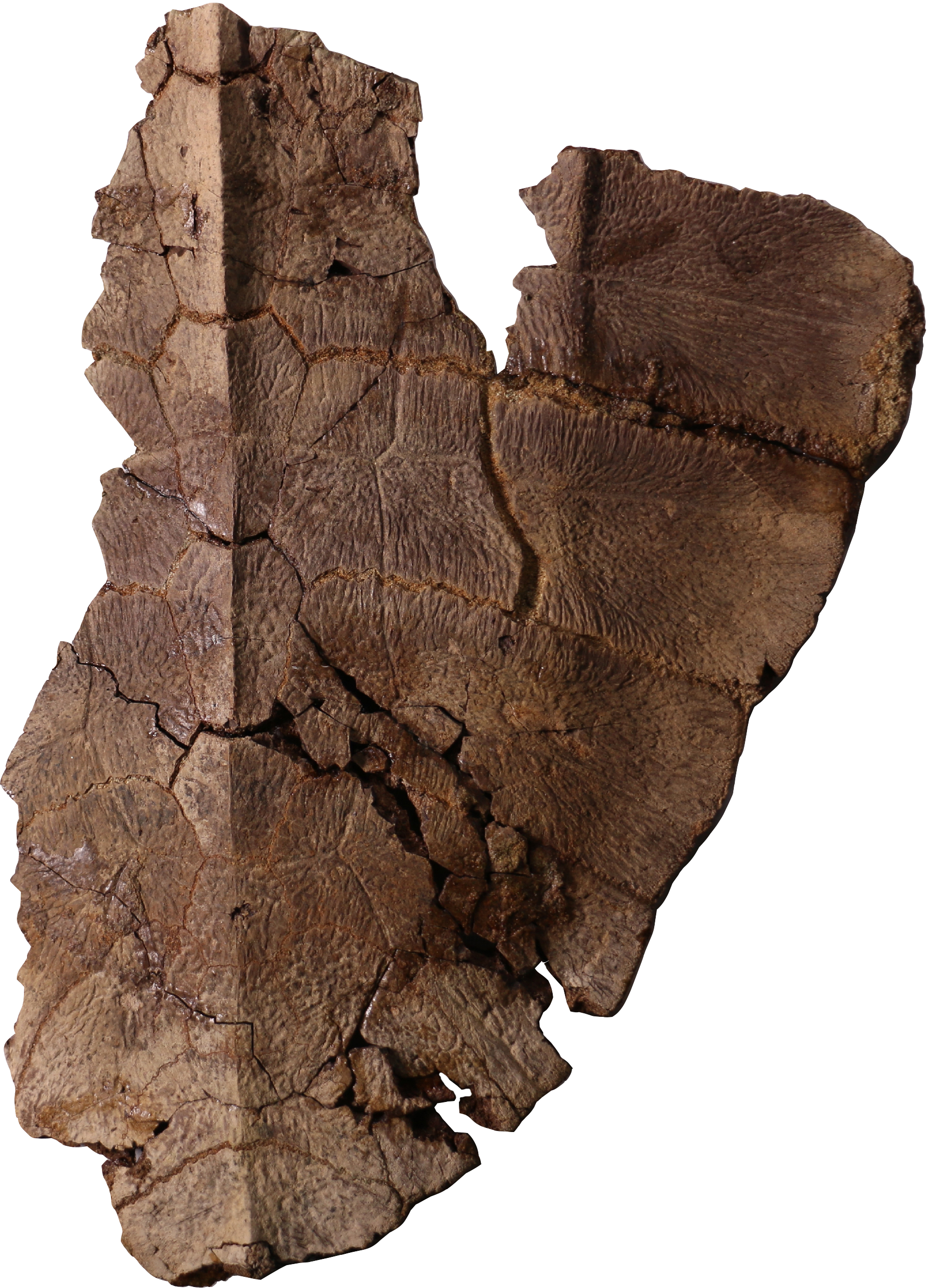 Lo fascinante de este caparazón es que se descubrió en los huesos fósiles la preservación de células, indicando la posible presencia de restos de ADN. La preservación de células solo había sido reportada en dos especies de dinosaurios en todo el registro fósil de vertebrados del planeta.