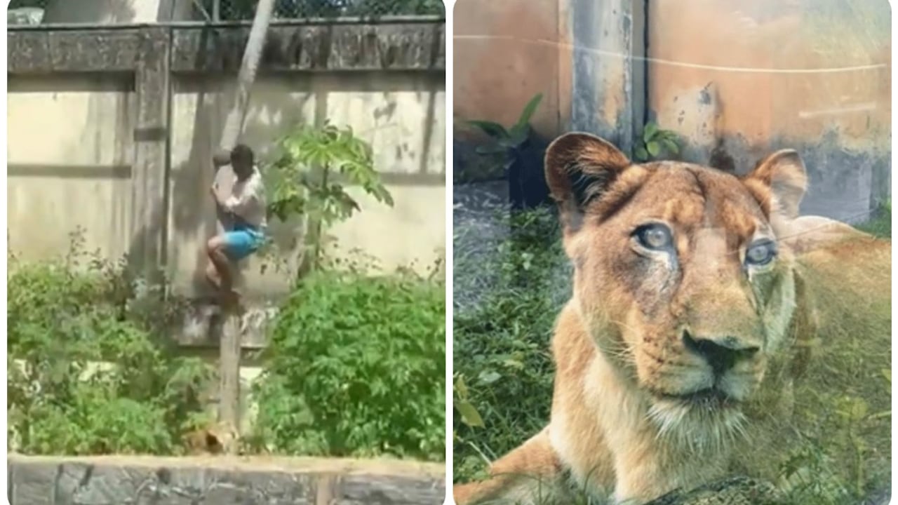 El joven escaló un muro y bajó por un árbol a la jaula