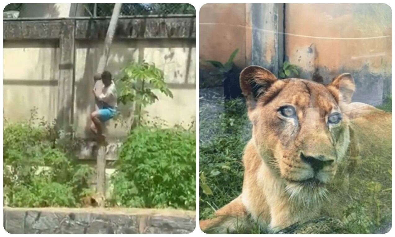 El joven escaló un muro y bajó por un árbol a la jaula