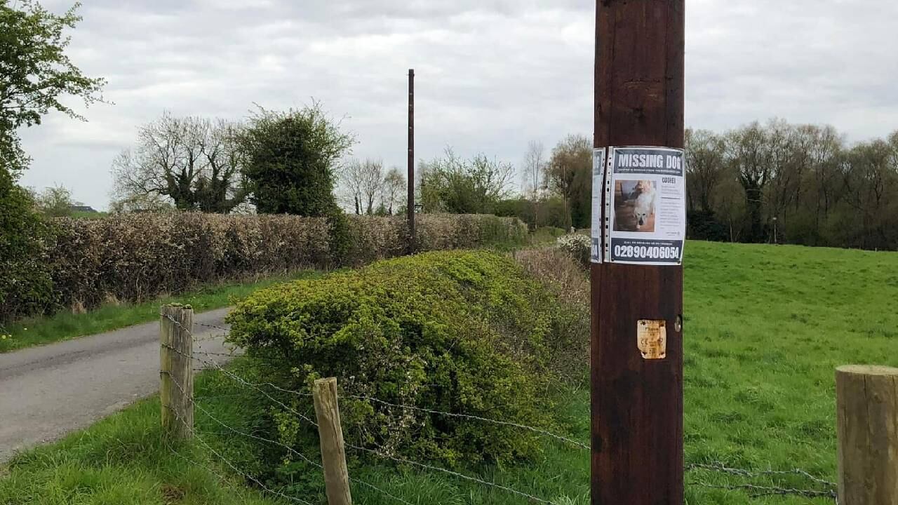 El perro estuvo perdido por casi un mes.