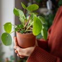 Los aficionados a la jardinería están compartiendo un truco simple pero poderoso para hacer que su Planta del Dinero florezca como nunca antes.