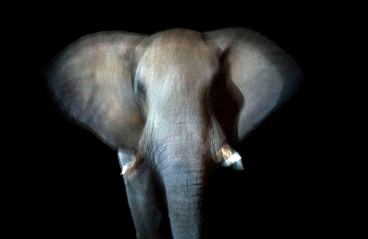 Una noche acampando en Botswana, Javier estaba concentrado haciendo su cena. En un momento, levantó la mirada y se dio cuenta que un elefante estaba al frente suyo. Aunque fue un momento de tensión, ninguno se sintió en peligro y logró tomar esta foto.  FOTO: cortesía @bicicleting