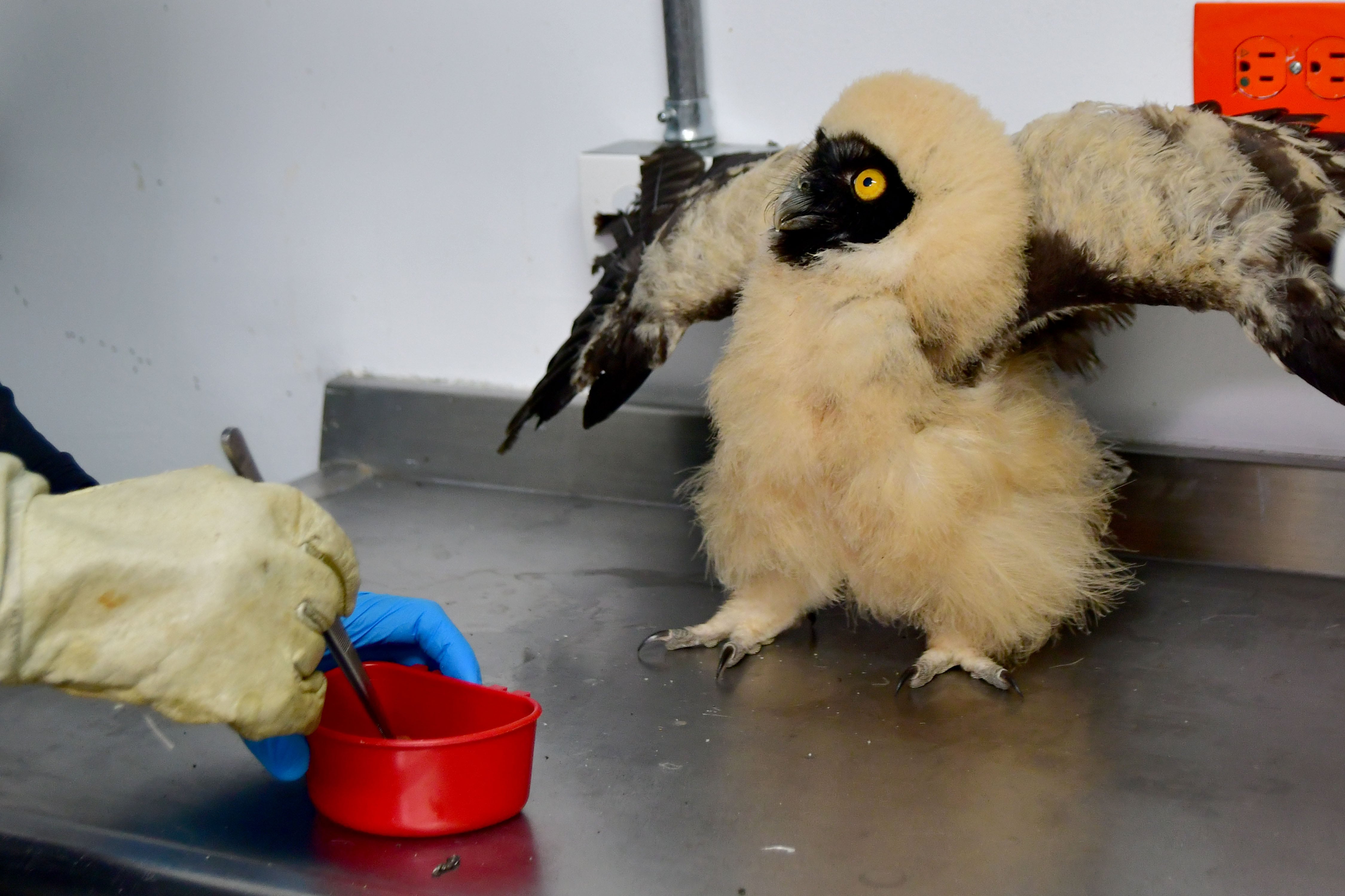 Rescataron a búho bebé de especie poco común en Cali; esto dicen las autoridades ambientales.