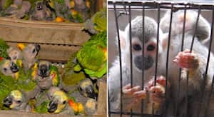 La fauna silvestre es una de la más afectada en Semana Santa. Foto: Archivo Semana