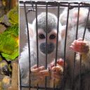 La fauna silvestre es una de la más afectada en Semana Santa. Foto: Archivo Semana