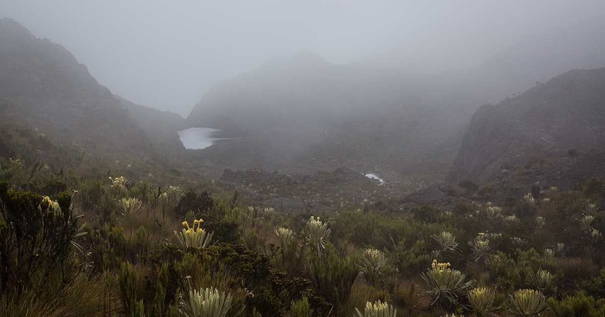 Los ciudadanos pueden comprar de manera simbólica un metro cuadrado del Páramo de Santurbán y de esta forma ayudan a proteger este ecosistema. 