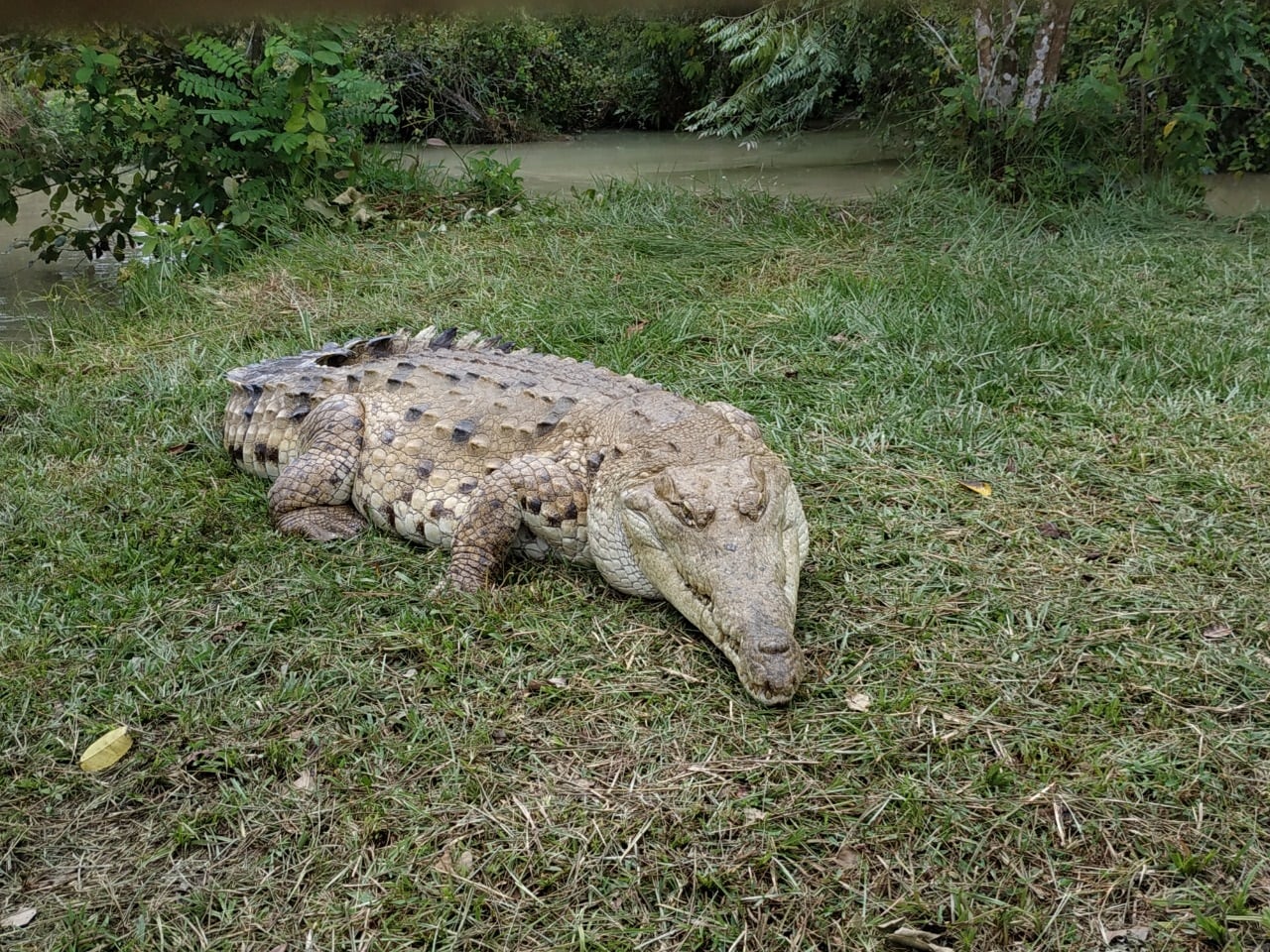 Caimanes en peligro de extinción