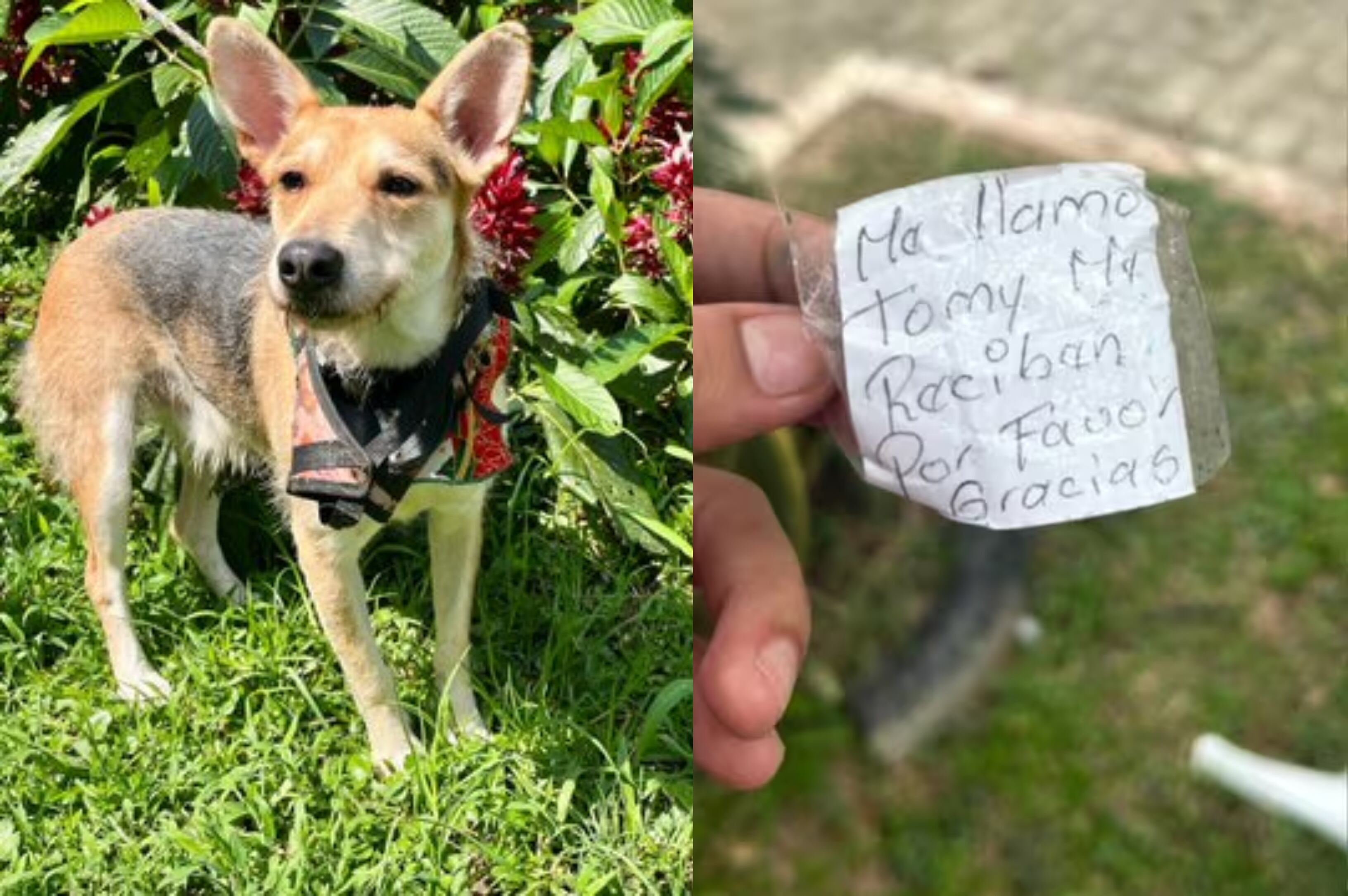 Con bozal, atado a un palo y junto a una cobija, así fue encontrado Tomy, un perrito criollo abandonado cerca de la Biblioteca de Robledo San Germán