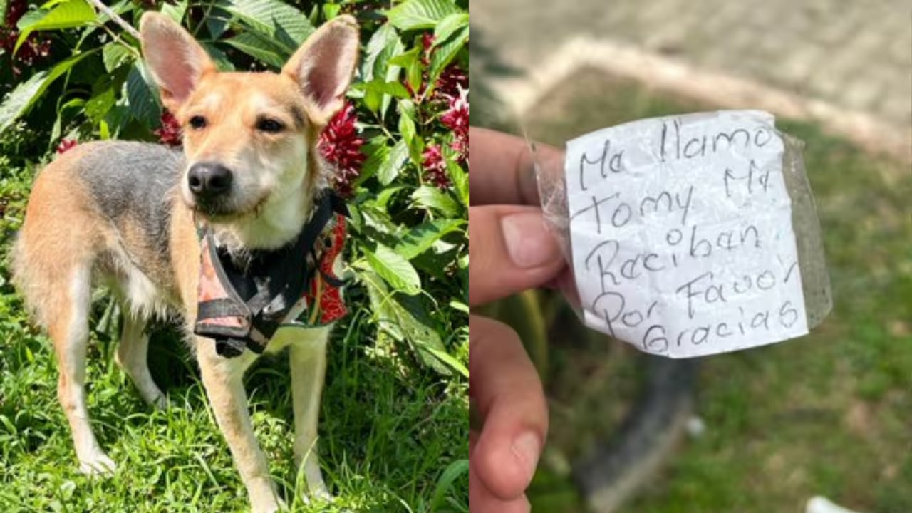 Con bozal, atado a un palo y junto a una cobija, así fue encontrado Tomy, un perrito criollo abandonado cerca de la Biblioteca de Robledo San Germán.