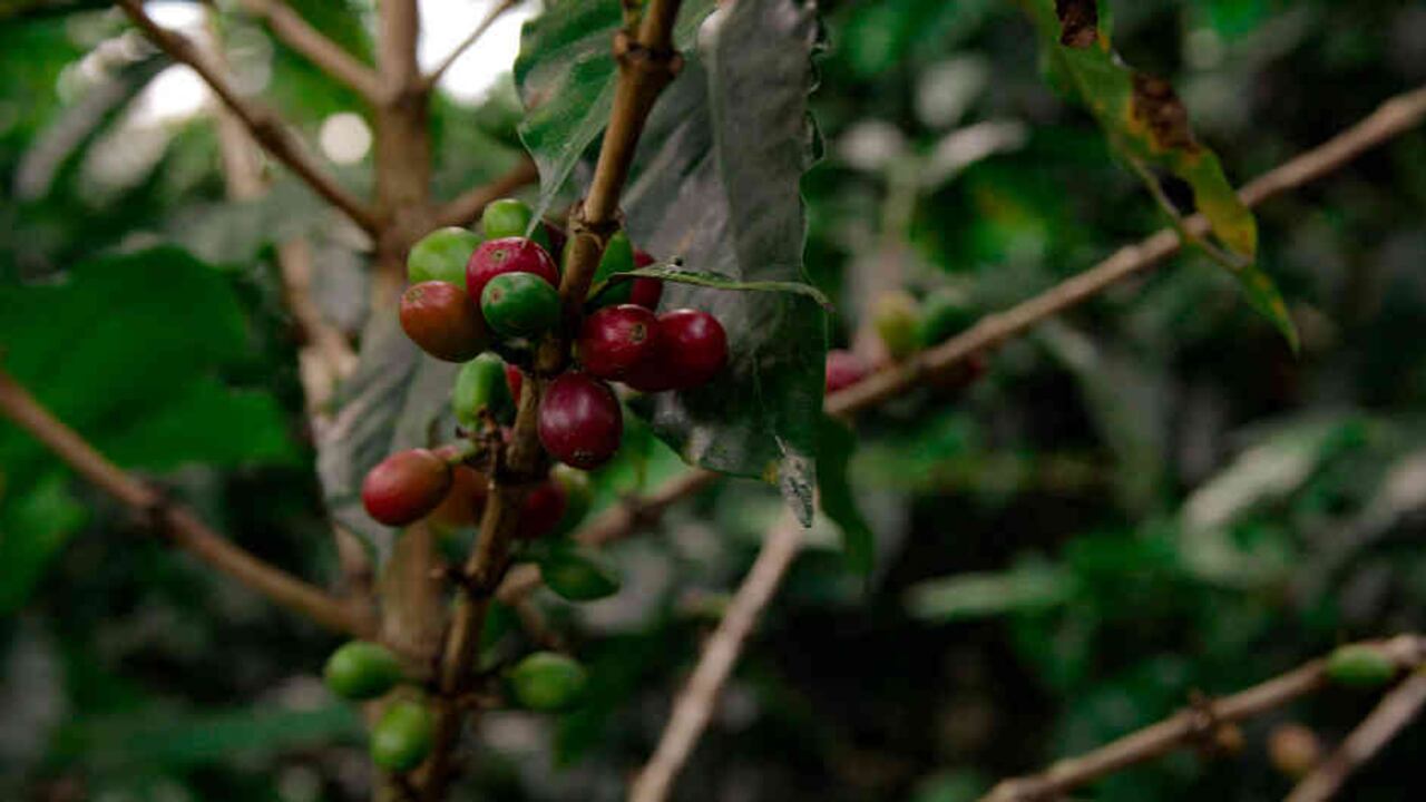 Las nuevas generaciones no están interesadas en ser caficultores, en unos años puede que no haya quien cultive este fruto. Foto: Página oficial desarraigocafe