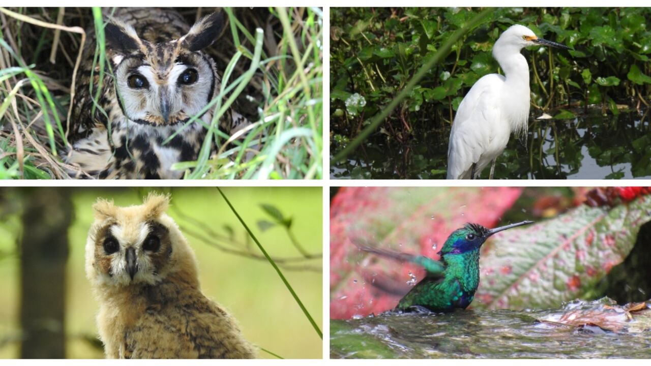 Asio clamator-Búho listado - Foto John Moreno
Egretta thula- Garza de dedos amarillos-Foto Julio Martínez
Asio clamator-Búho listado Juvenil- Foto Julio Martínez
Colibrí coruscans- Colibrí chillón-Foto Yuri García