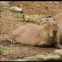 El Zoológico de Cali informó de la muerte de dos animales a causa de la pólvora.