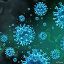 Un gran brote de rinovirus pudo haber retrasado la pandemia de gripe porcina de 2009 en algunas partes de Europa.