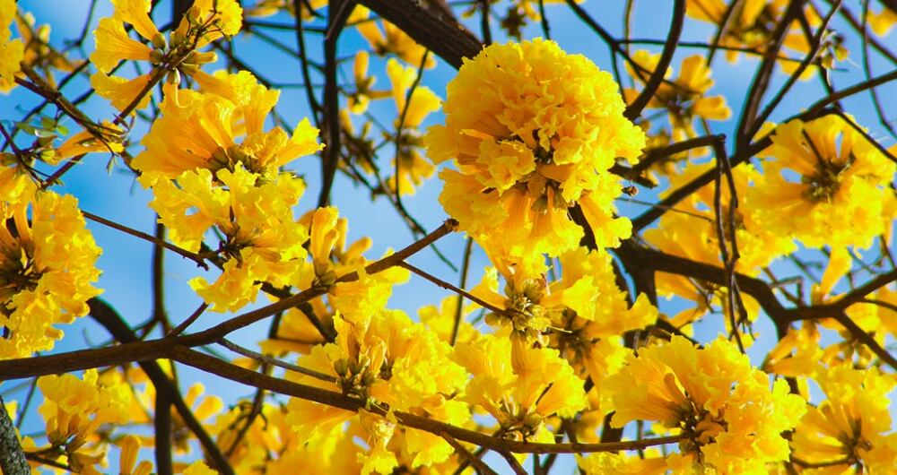 Guayacanes amarillo en Medellín.